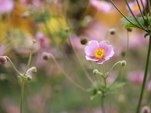 Japanese anemone, Pink, Colourfull Flowers, Buds