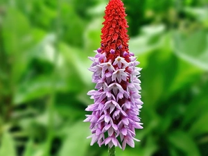 butterfly bush, exotic, Colourfull Flowers