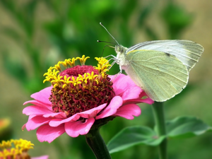 zinnia, Pink, Cabbage, Colourfull Flowers, butterfly