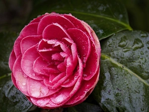 Colourfull Flowers, camellia