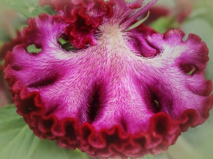Colourfull Flowers, Celosia