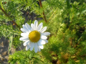 chamomile, sunny, Colourfull Flowers