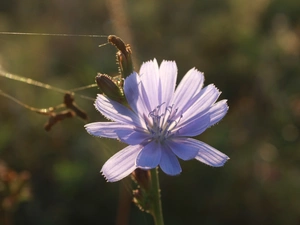 chicory, Violet, Colourfull Flowers