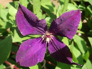 Colourfull Flowers, Clematis