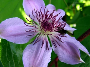 Colourfull Flowers, Clematis