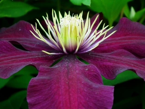 Clematis, nature, Colourfull Flowers