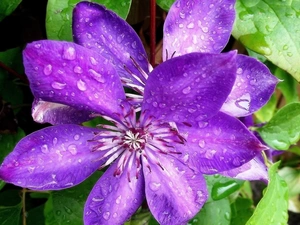 Colourfull Flowers, Clematis