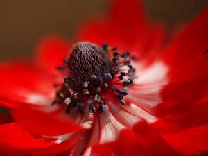 Close, anemone, Colourfull Flowers