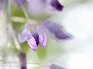 Close, wistaria, Colourfull Flowers