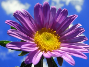 clouds, Violet, Colourfull Flowers