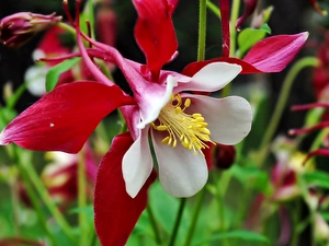 Colourfull Flowers, columbine
