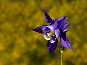 Colourfull Flowers, columbine