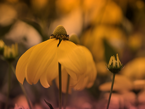 Green-headed Coneflower, Colourfull Flowers, Yellow Honda