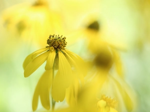 Green-headed Coneflower, Colourfull Flowers, rapprochement, Yellow