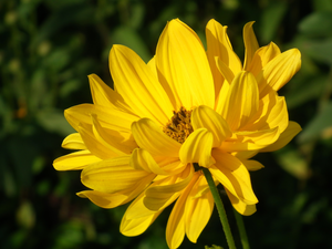 Colourfull Flowers, Coreopsis