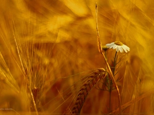 corn, chamomile, Colourfull Flowers