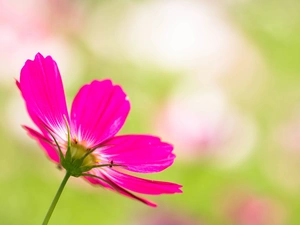 Cosmos, Pink, Colourfull Flowers