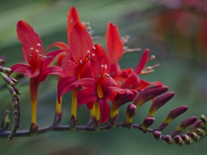 Colourfull Flowers, Crocosmia