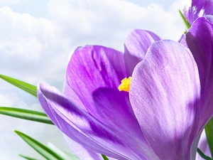 Colourfull Flowers, crocus