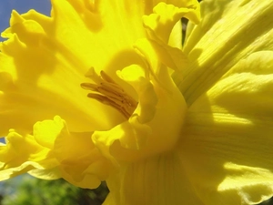 Colourfull Flowers, daffodil