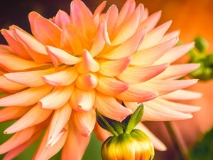 Colourfull Flowers, Dalia