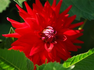 Colourfull Flowers, Dalia