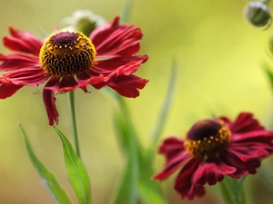 Colourfull Flowers, Helenium