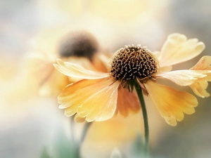 Helenium, Yellow, Colourfull Flowers