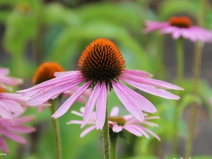 Colourfull Flowers, echinacea