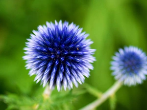 Colourfull Flowers, Echinops