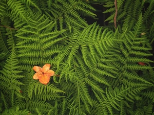 green ones, Orange, Colourfull Flowers, fern