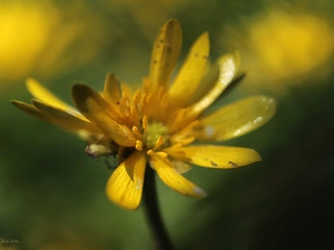 Yellow, fig buttercup, Colourfull Flowers