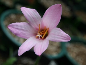 Colourfull Flowers