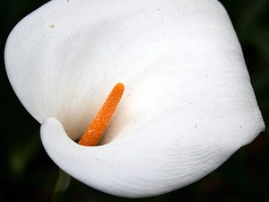 Kalia, Colourfull Flowers, White