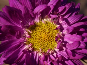 Violet, Colourfull Flowers, rapprochement, Aster