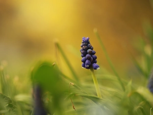 Muscari, Colourfull Flowers, rapprochement, blue