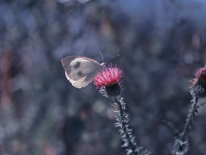 butterfly, Colourfull Flowers, teasel, Cabbage