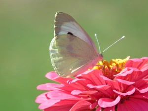 butterfly, Colourfull Flowers, zinnia, Cabbage