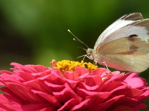 butterfly, Colourfull Flowers, zinnia, Cabbage