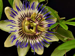 rapprochement, Colourfull Flowers, Passiflora caerulea