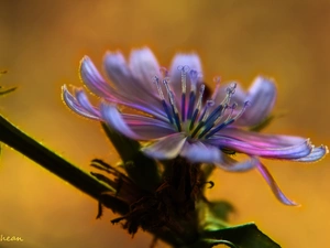 endive, Colourfull Flowers, Fractalius, color