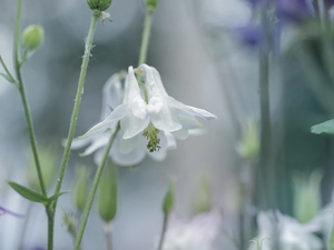 White, Colourfull Flowers, rapprochement, columbine