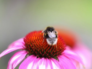 bee, Colourfull Flowers, Insect, echinacea