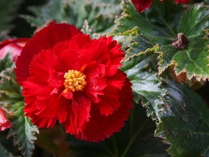 begonia, Colourfull Flowers, red hot