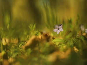 myrtle, Colourfull Flowers, Leaf, lilac
