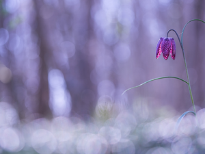 blur, Colourfull Flowers, Fritillaria meleagris