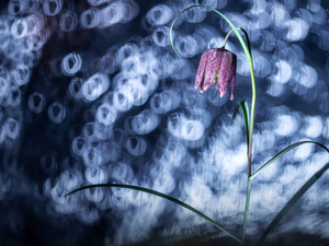 Bokeh, Colourfull Flowers, Fritillaria meleagris