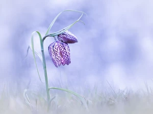 rapprochement, Colourfull Flowers, Fritillaria meleagris