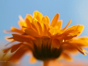Marigold, Colourfull Flowers, flakes, Orange