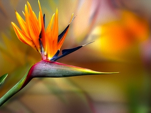 graphics, Colourfull Flowers, Strelitzia Royal